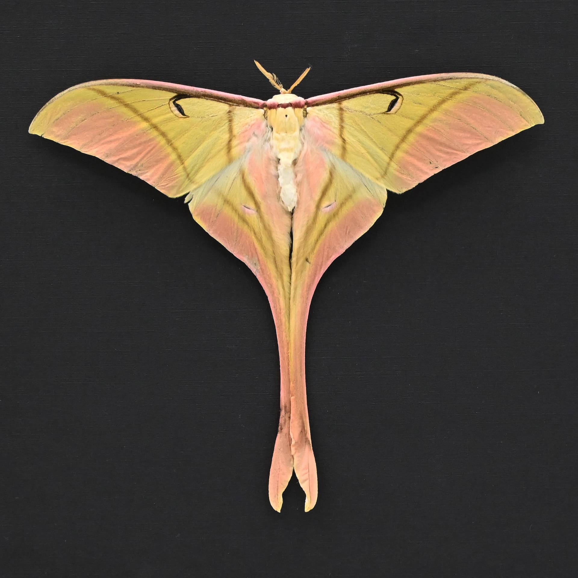 Real XL Pink Spirit moth framed taxidermy - Actias rhodopneuma - Victorian mount