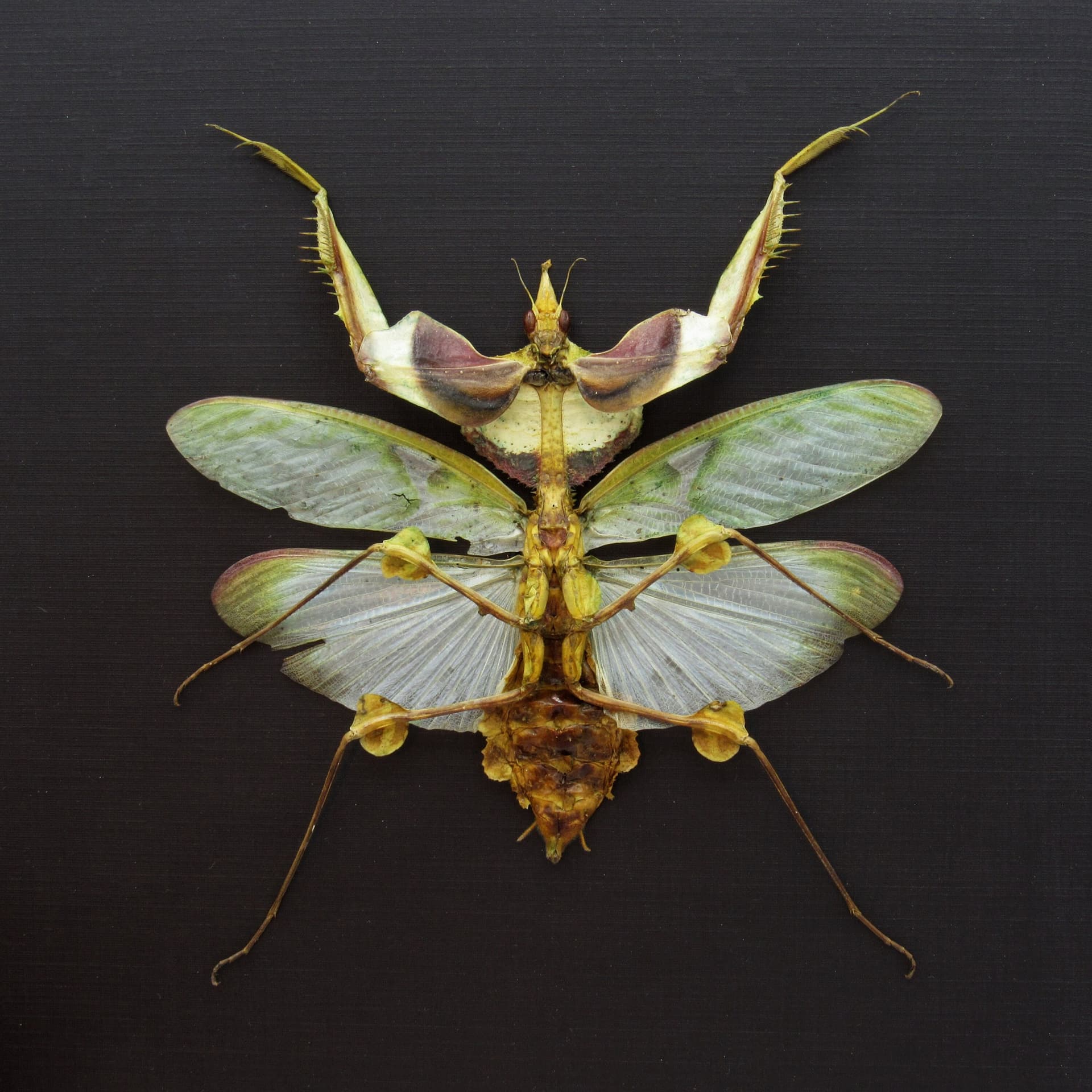 Real Giant Devils praying mantis framed taxidermy - Idolomantis diabolica - winged adult - female