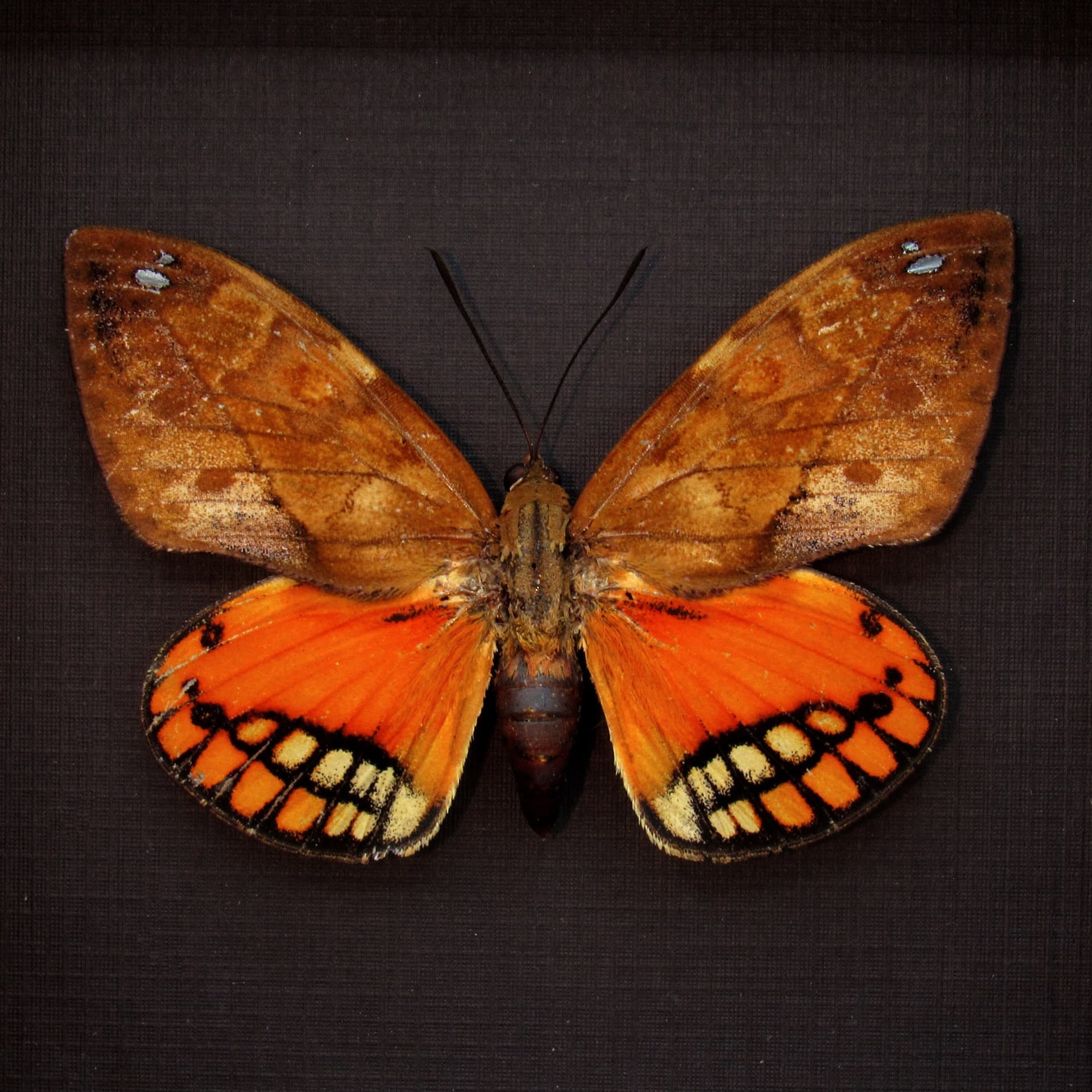 Rare orange Castnia moth framed taxidermy - Athis flavimaculata