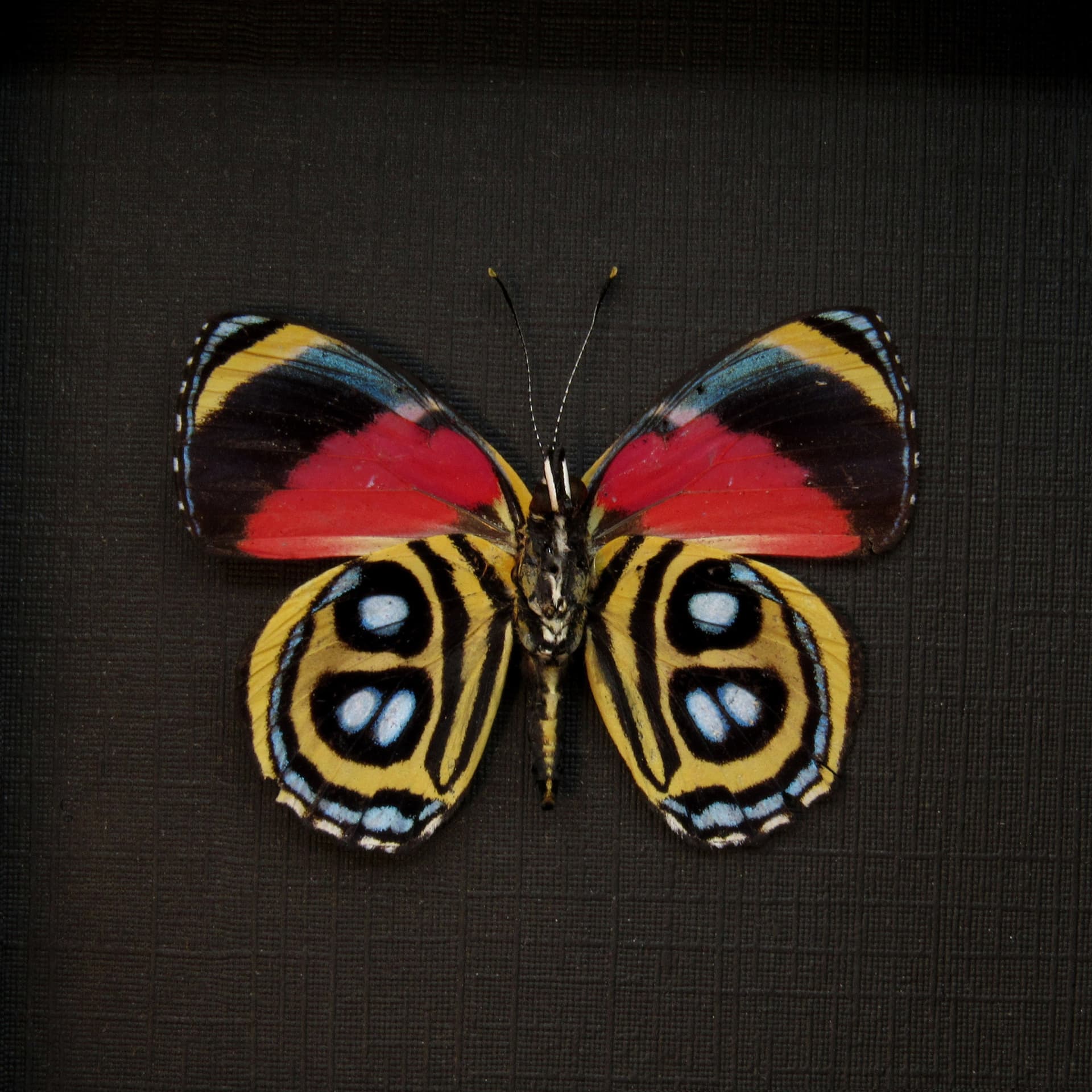 Real red butterfly framed taxidermy - Callicore peristera