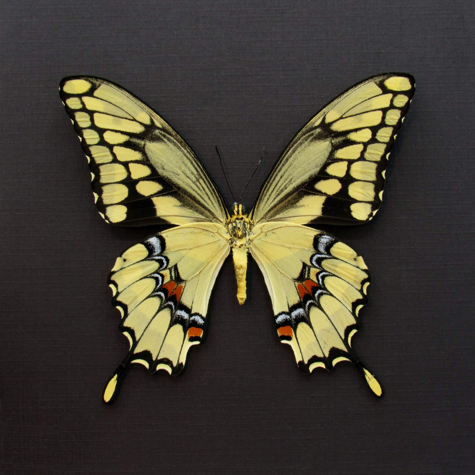 Real framed yellow Swallowtail butterfly taxidermy - Papilio cresphontes