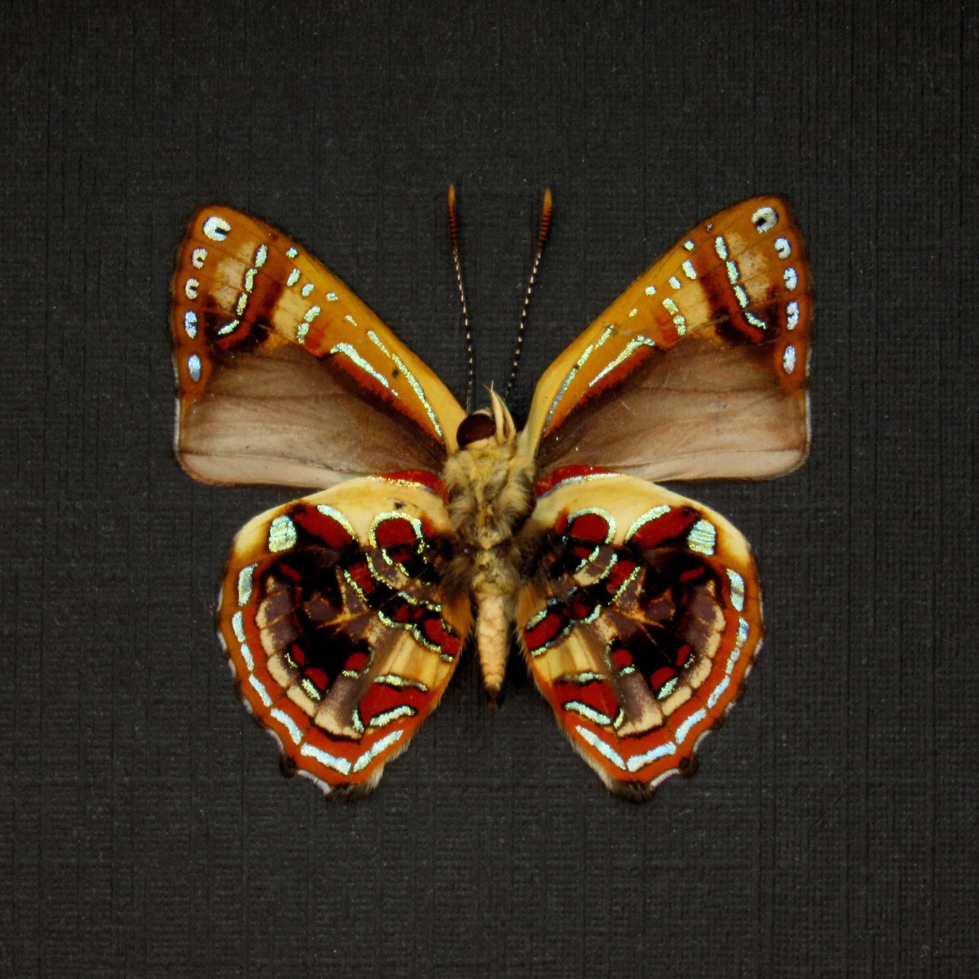 Real metallic Narcissus Jewel butterfly framed taxidermy - Hypochrysops narcissus