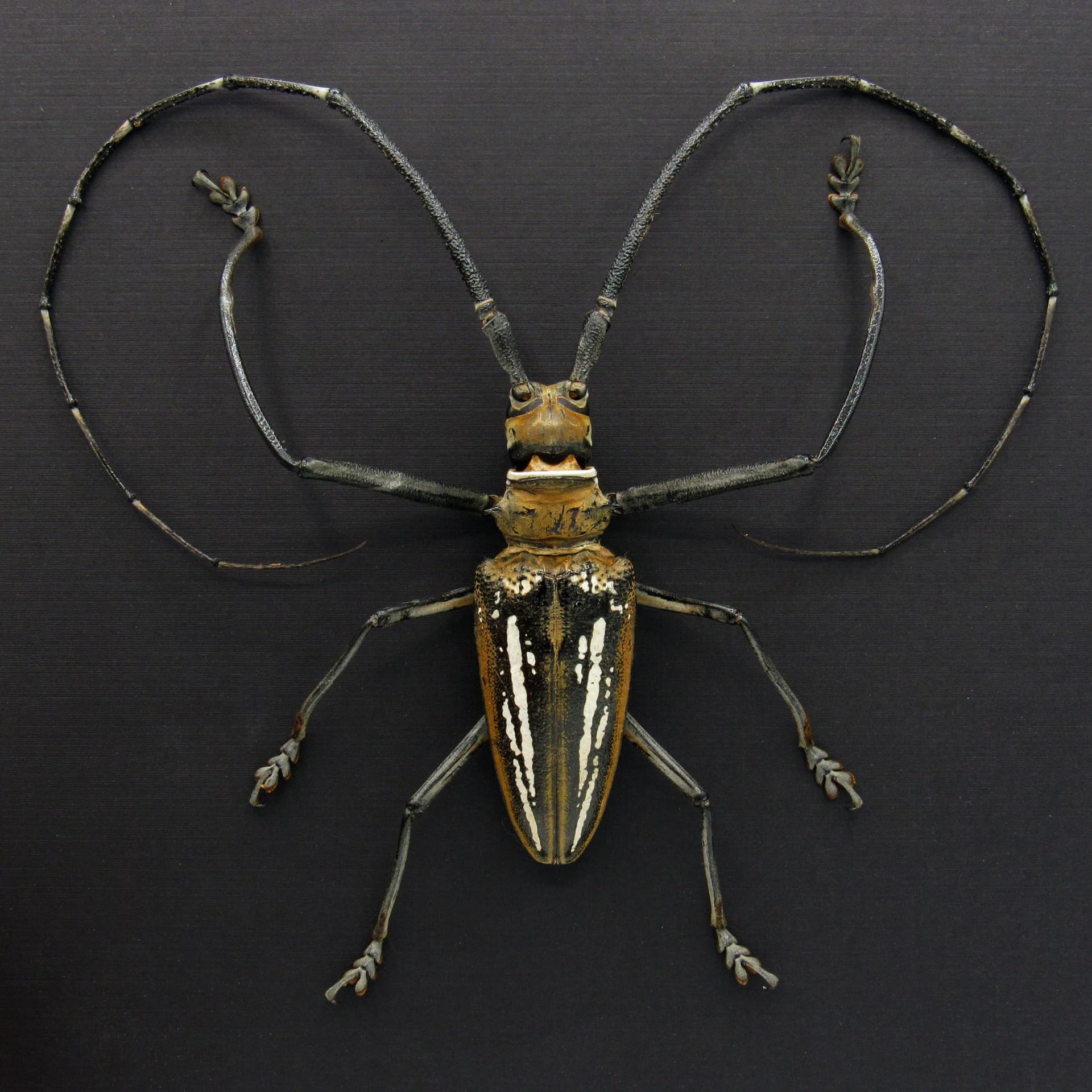 Rare XL Wallace’s Longhorn beetle framed taxidermy - Batocera wallacei