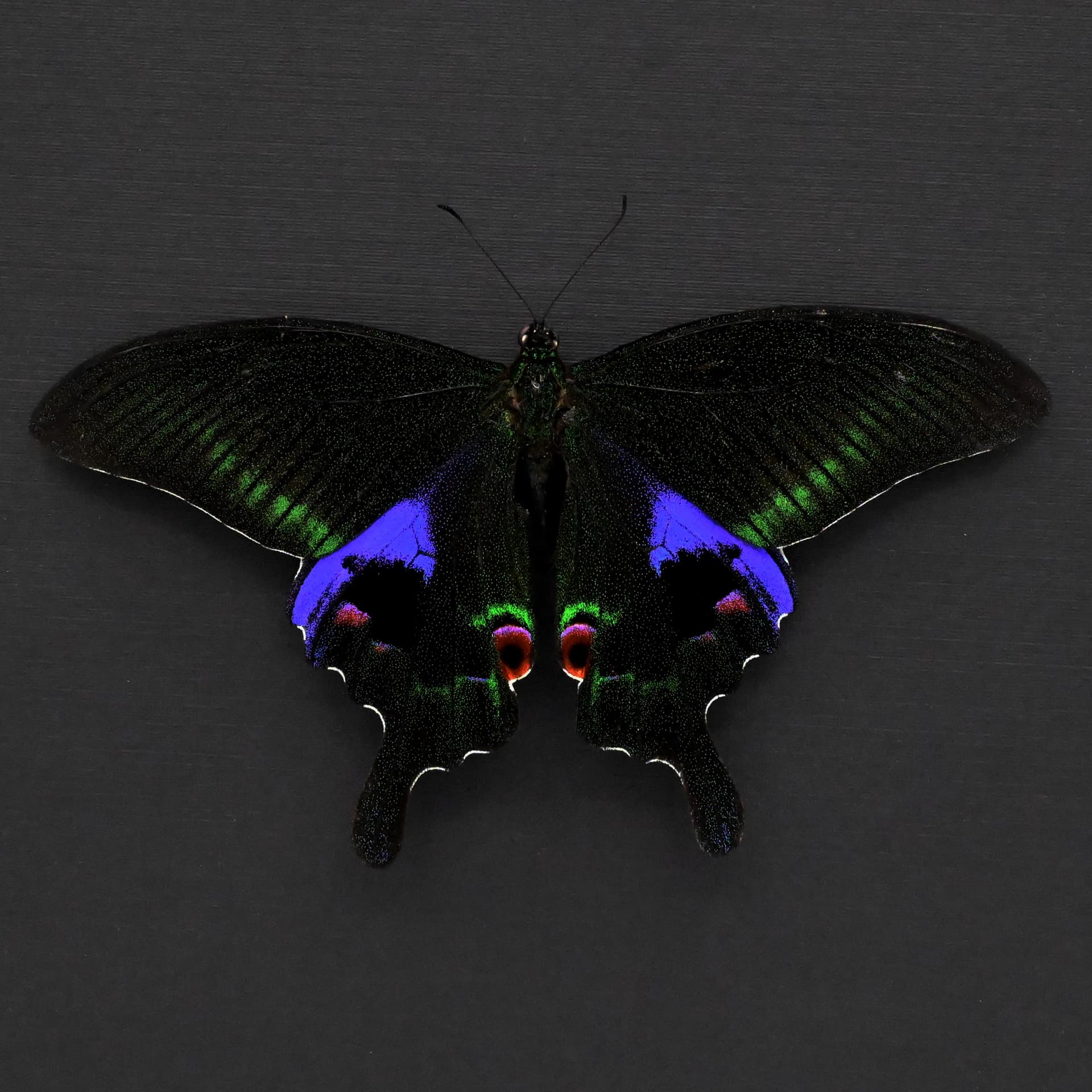 Large purple Peacock butterfly framed taxidermy - Papilio arcturus - Victorian mount
