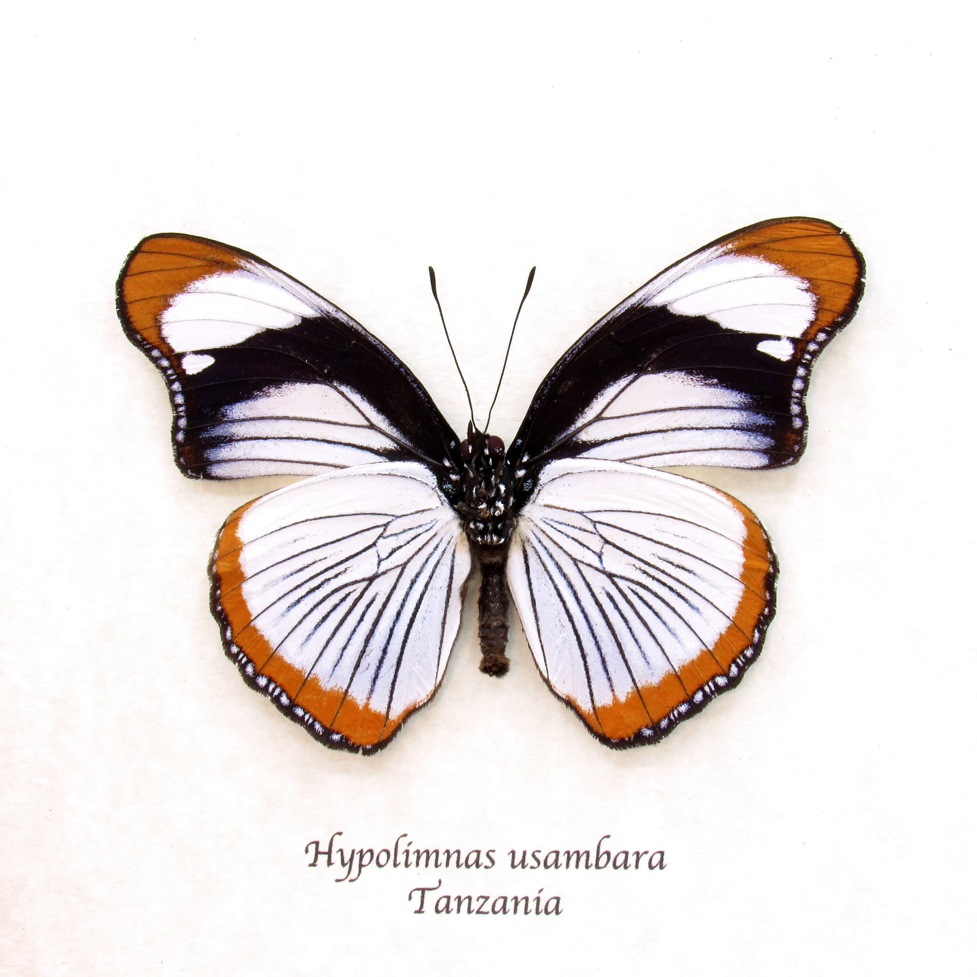 Rare Red Spot Diadem butterfly framed taxidermy - Hypolimnas usambara