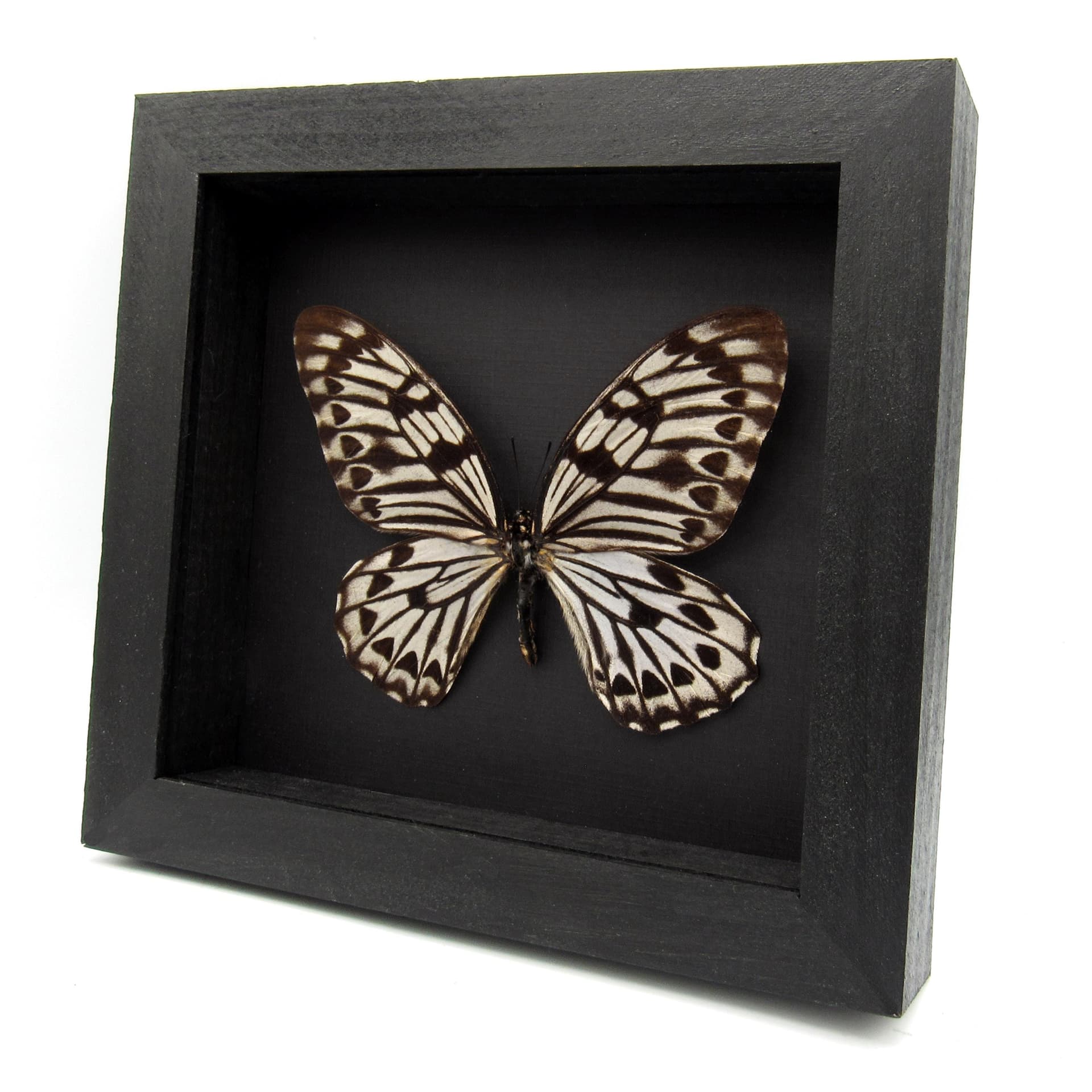 Very rare giant Graphium butterfly specimen - Graphium idaeoides